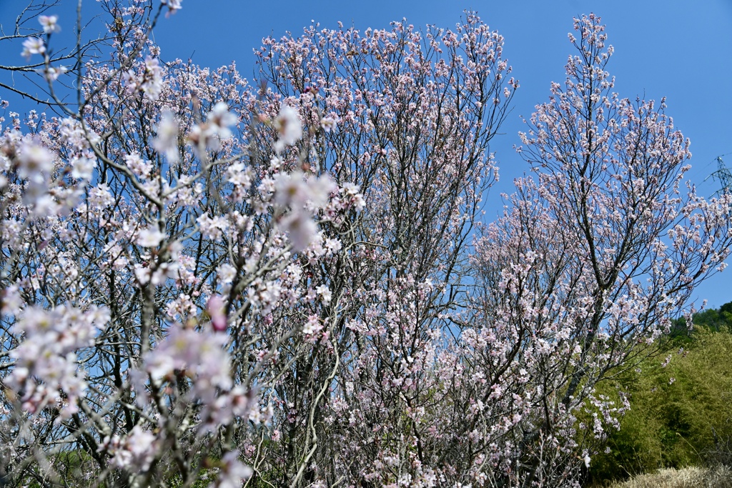 啓翁桜満開