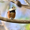 ヤマちゃんのお食事