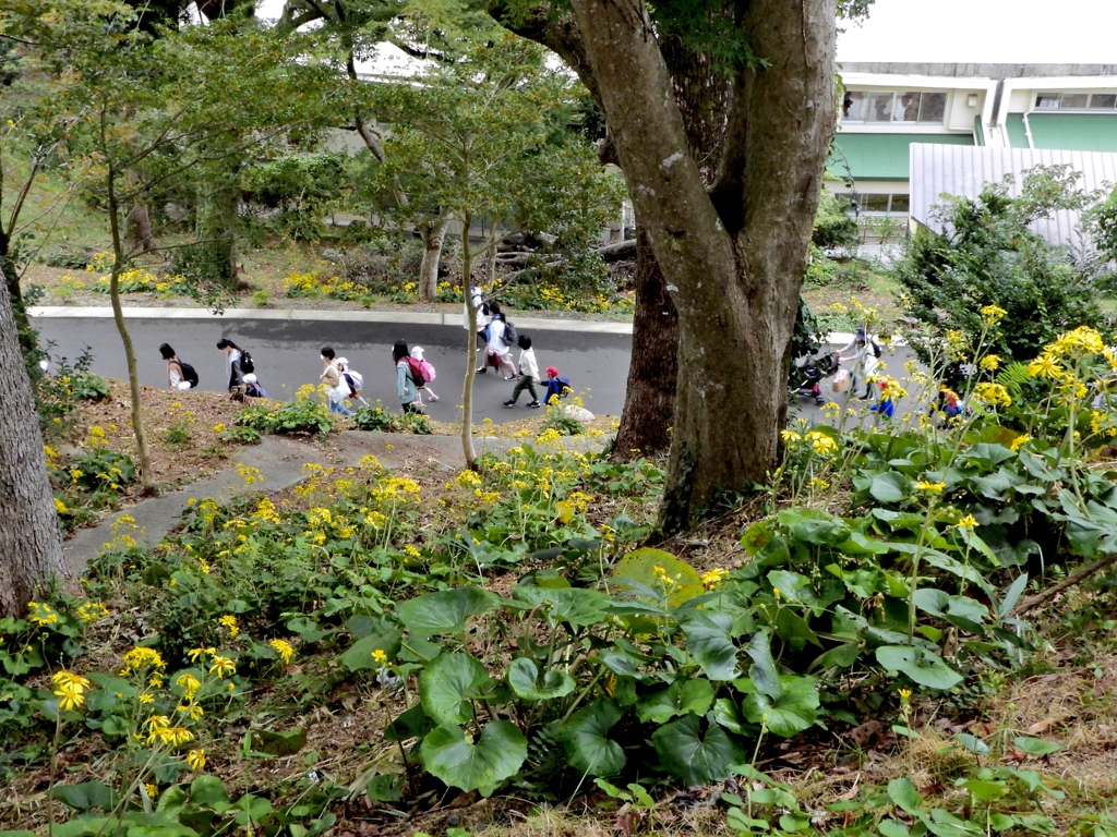ツワブキの咲く里