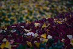 ドウダンツツジとイチョウの落葉