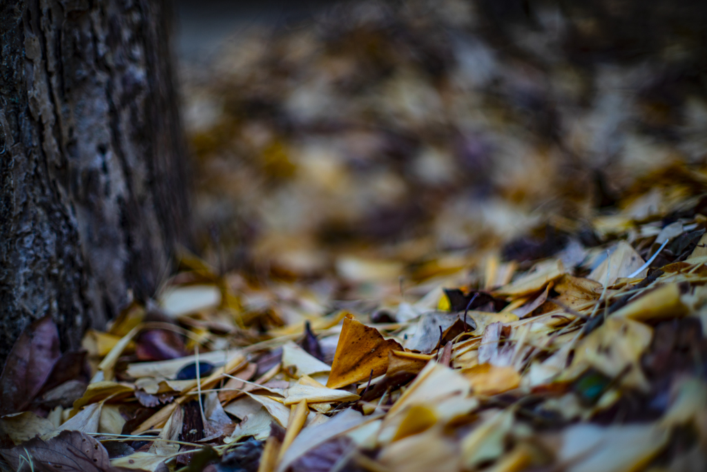 落ち葉