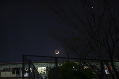 夜の樹と薄い月と金星