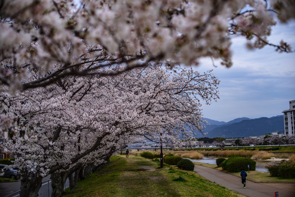 桜並木