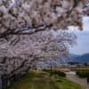桜並木