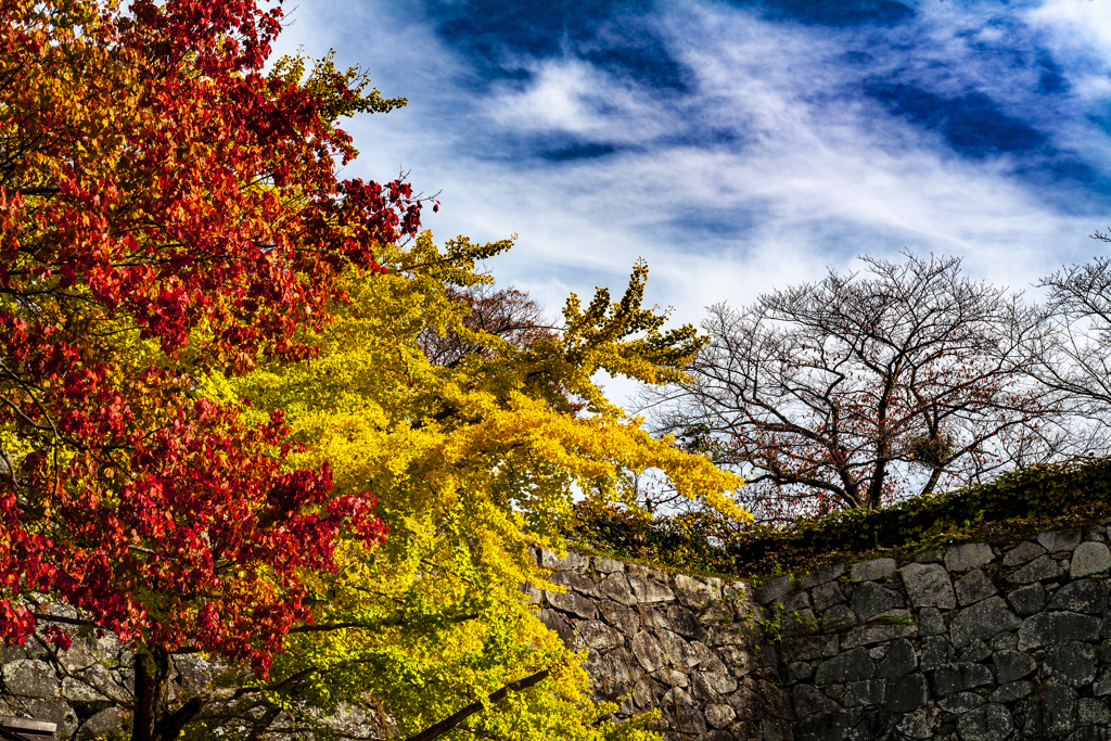 舞鶴公園（福岡城址）