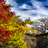 舞鶴公園（福岡城址）