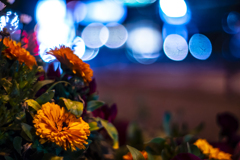 道路脇の花壇