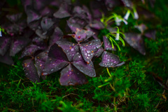 雨滴