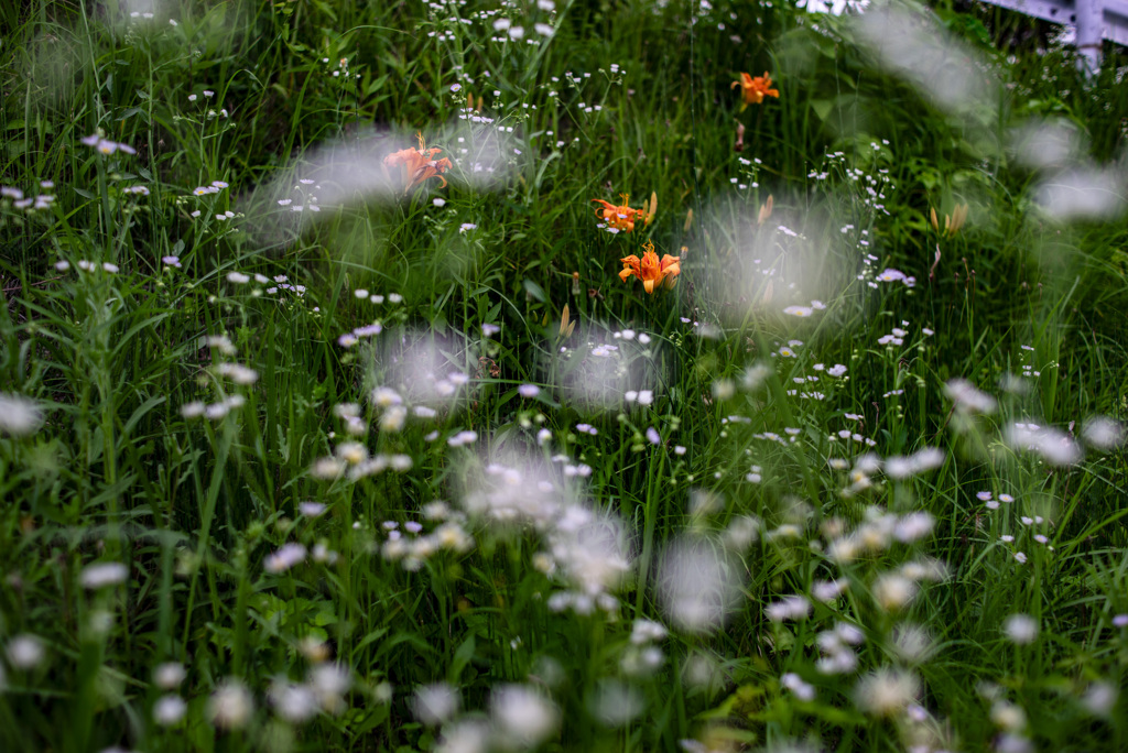 ヤブカンゾウ　ハルジオン