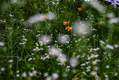 ヤブカンゾウ　ハルジオン