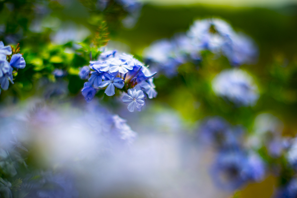 たまには爽やかな写真も撮る