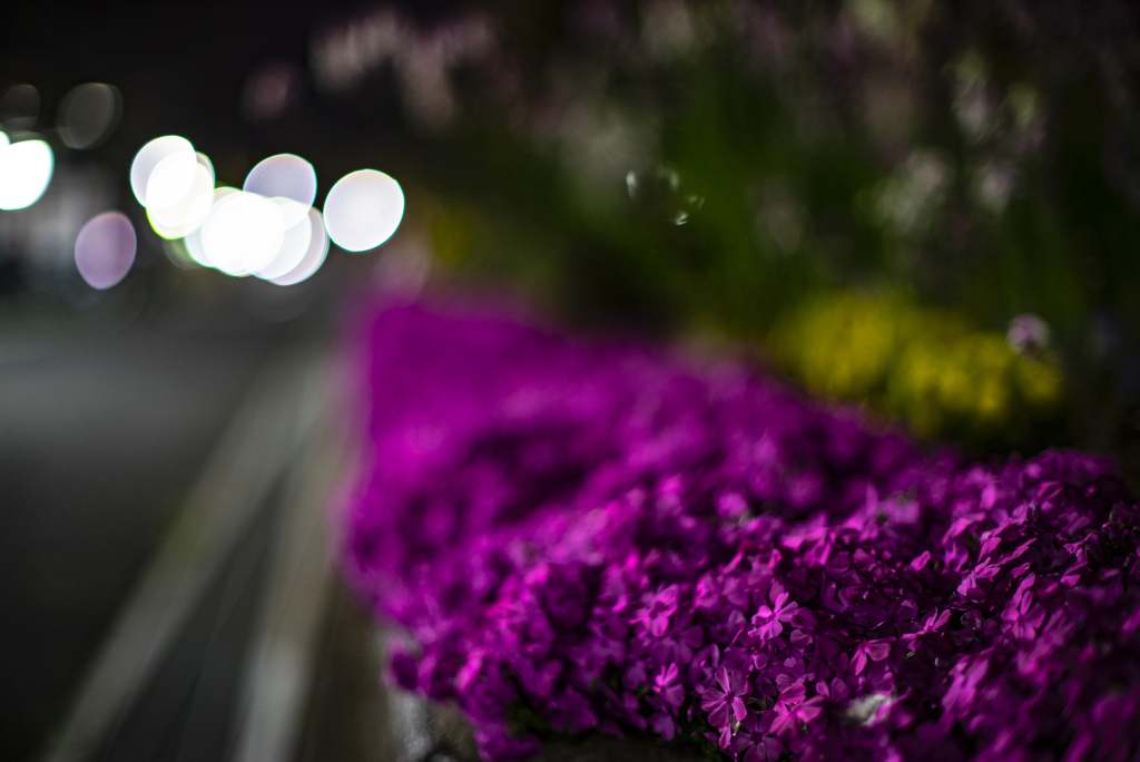 夜の花壇