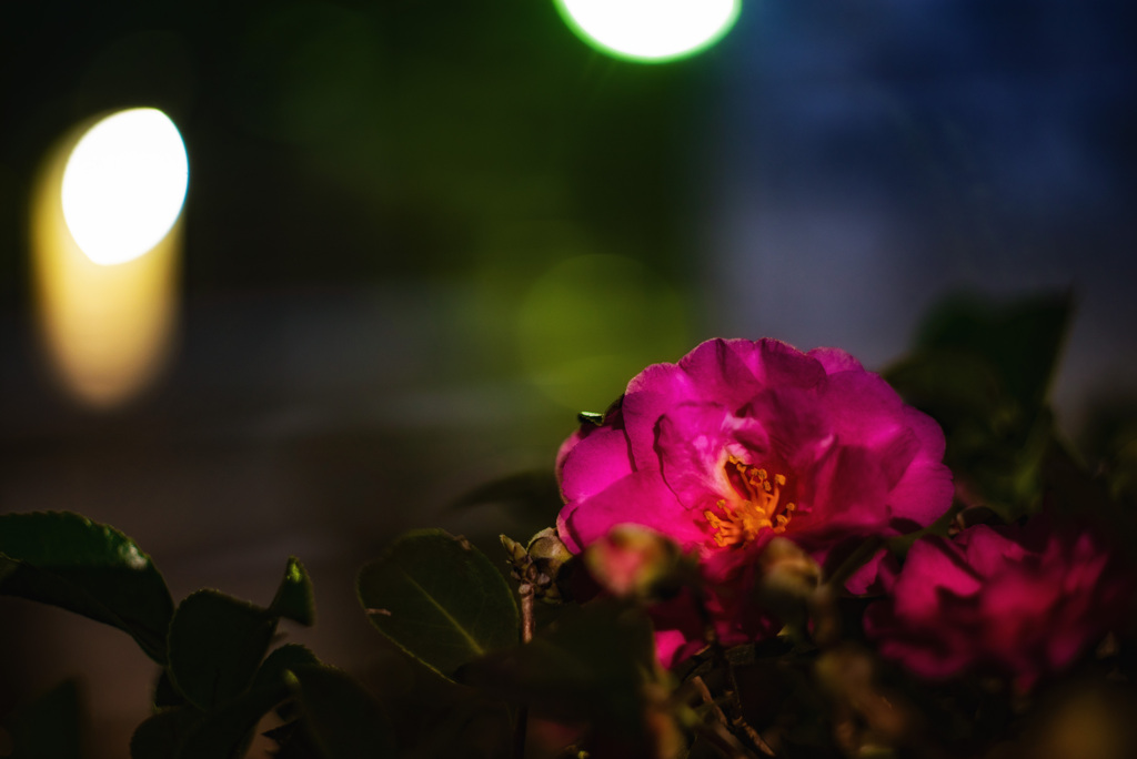夜のサザンカ