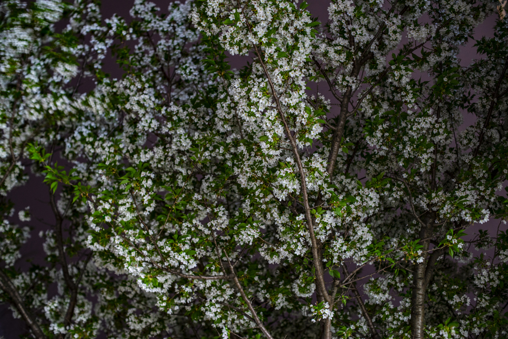 山桜