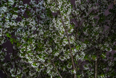 山桜