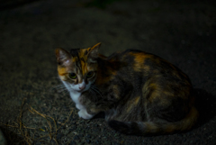 夜の野良猫