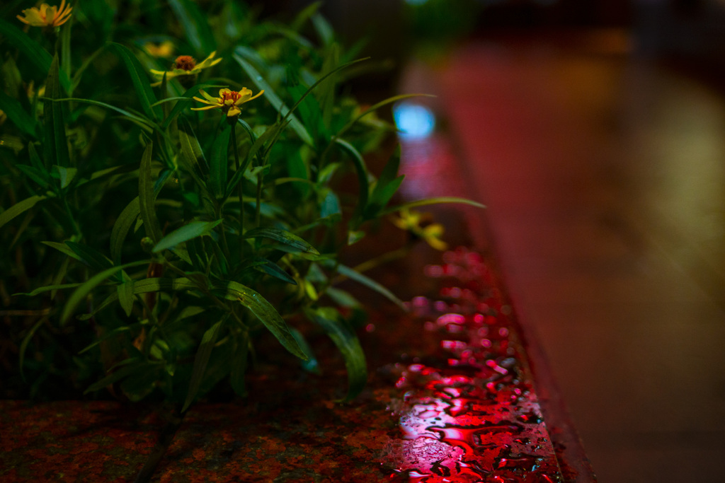 花壇