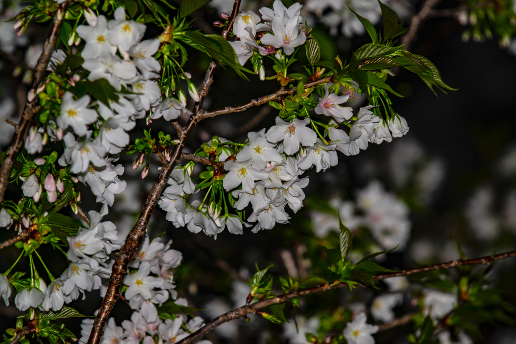 夜桜
