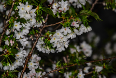 夜桜