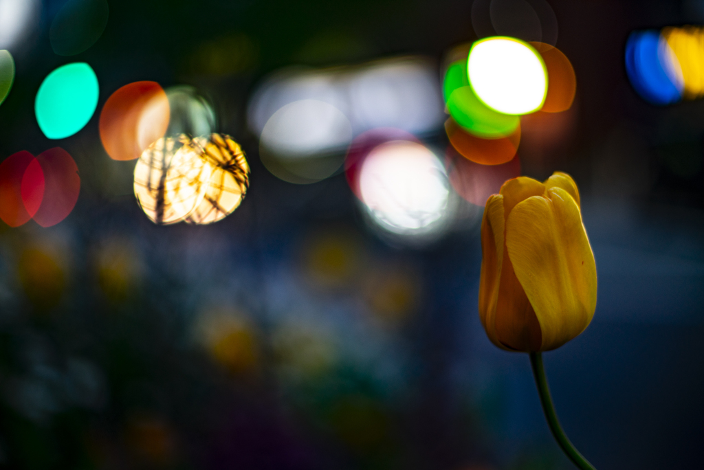 道路の花壇