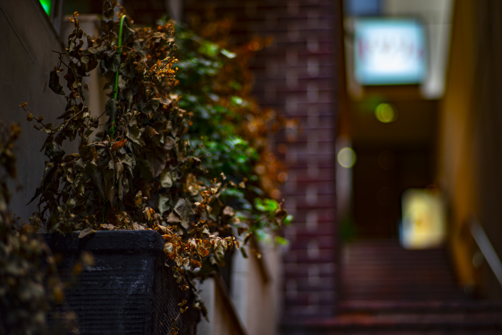 枯れた植物　階段