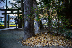落ち葉　境内