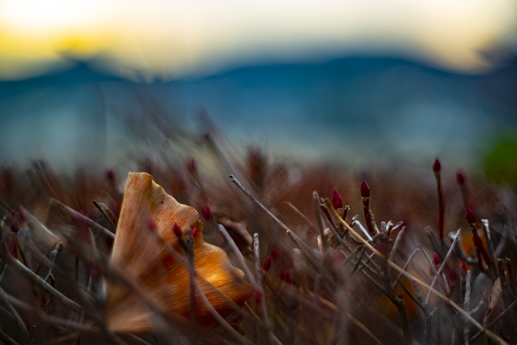 ドウダンツツジ　イチョウ