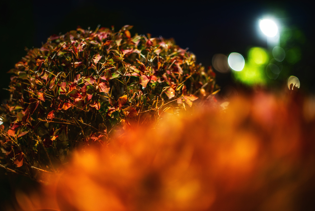ドウダンツツジの紅葉