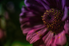 花 花