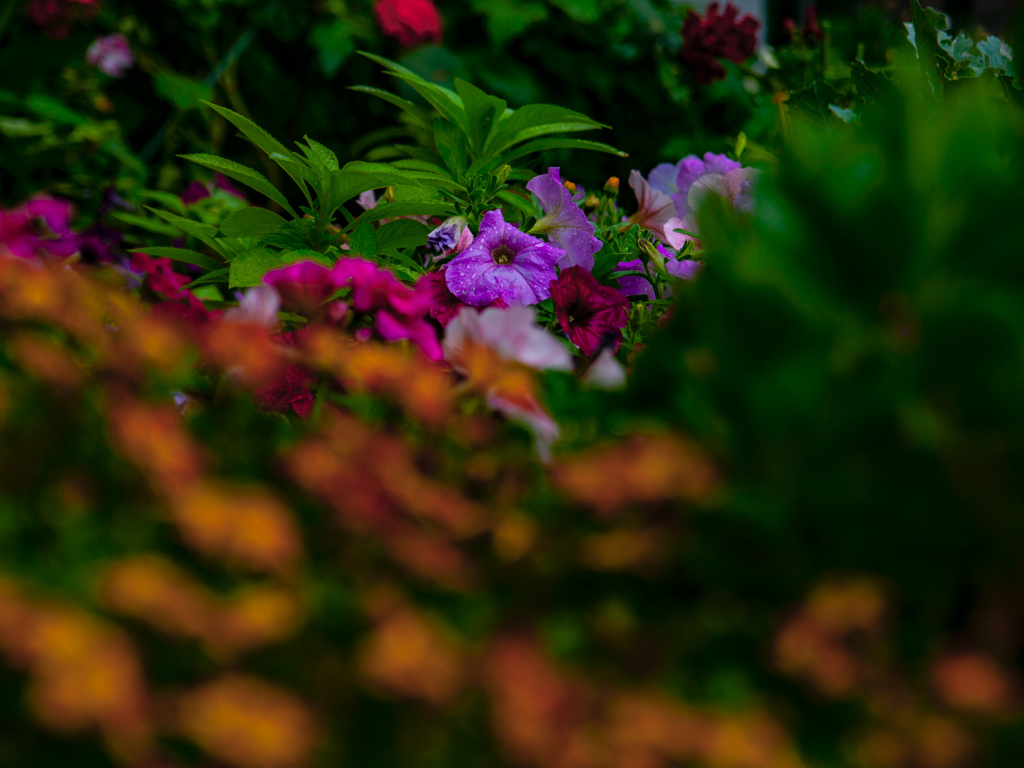 花壇　雨