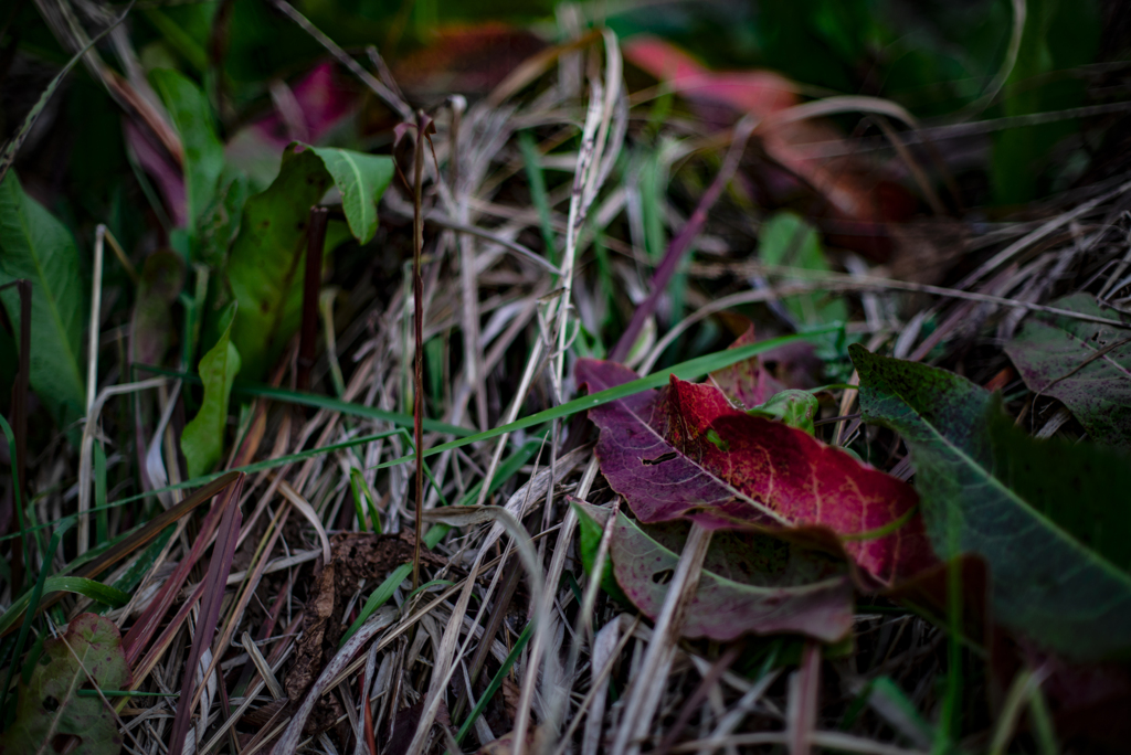 草