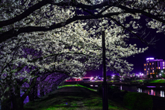 桜のトンネル