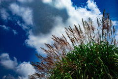 パンパスグラス