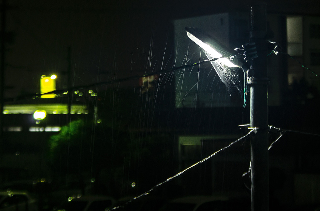 終日雨