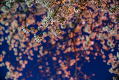 夜桜
