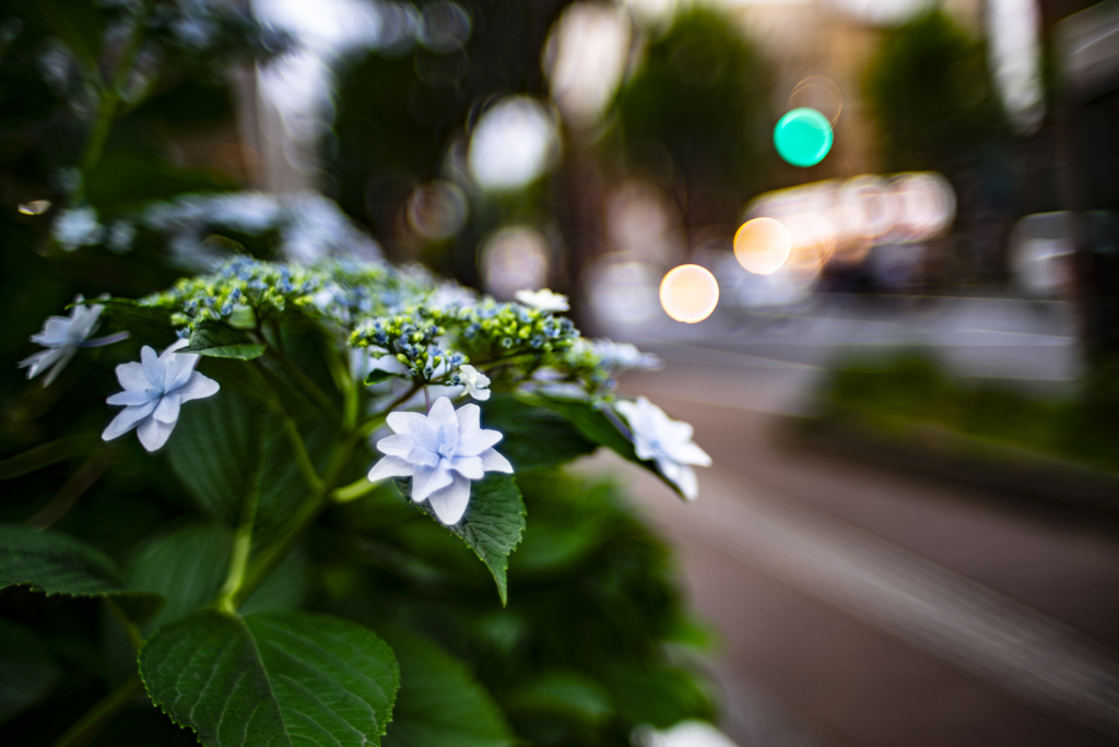 道路脇のアジサイ