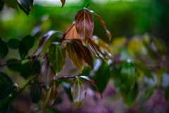 新芽 新芽