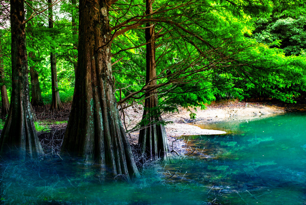 ラクウショウ　合成