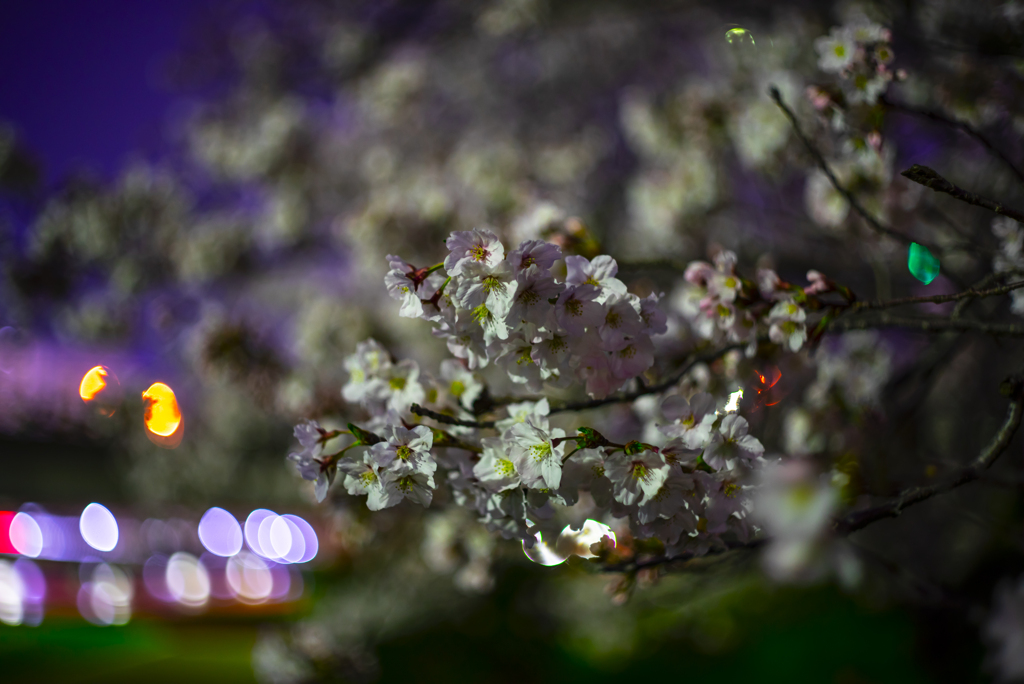 夜桜