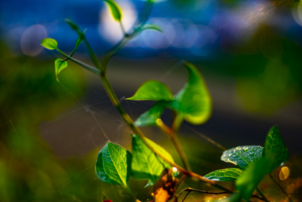 葉　雨滴