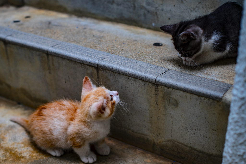 夜の子猫