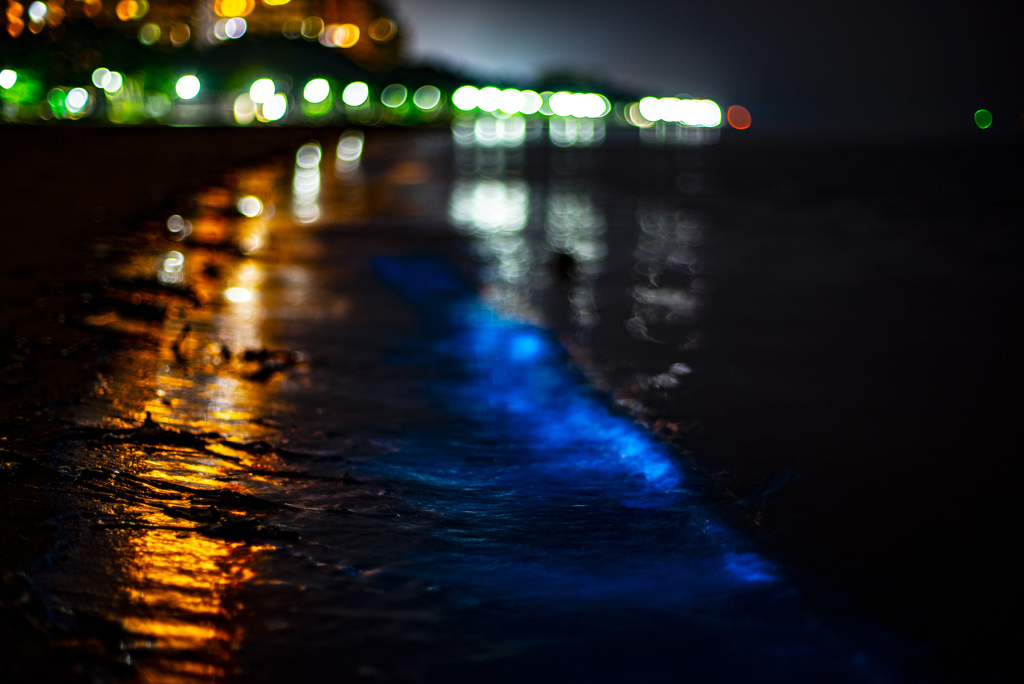 夜光虫