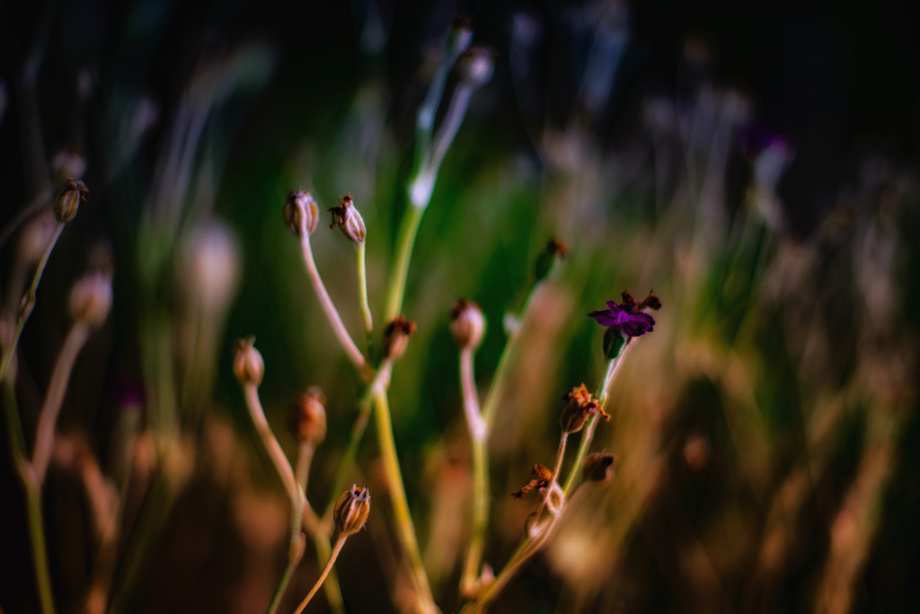草の花