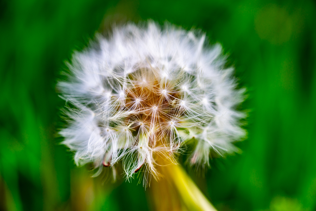 シロバナタンポポ