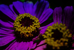 花 花