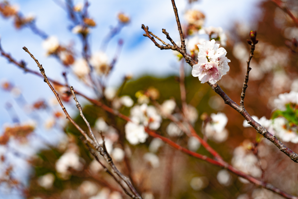 十月桜