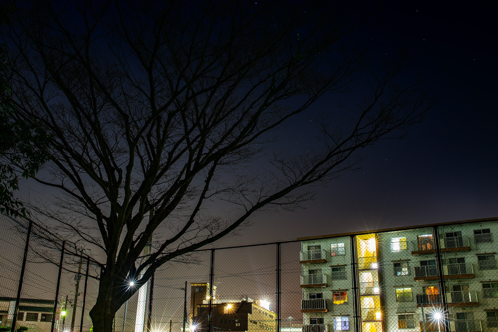 夜の樹
