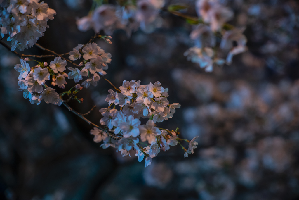 夜桜