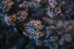 夜桜