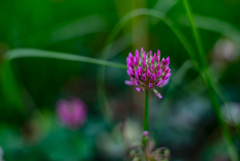 ムラサキツメクサ